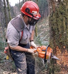 +Расчистка +участков от +зарослей,  +Спил +вырубка +деревьев, сколько стоит расчистки дачного участка, удаление деревьев +на участке,