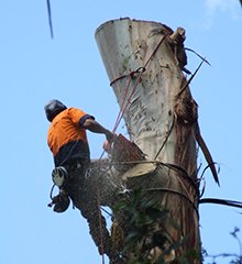 +удаление +деревьев с +участка,  +уборка +участка +киев,  +расчистка +участка +цена,  +расчистка +участка под +строительство,