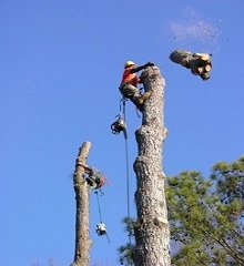 уборка зарослей,  +покос +травы на +участке,  +выкорчевывание +пней,  +очистка +участка от +сорняков,  +вырубка +деревьев и +кустарника,